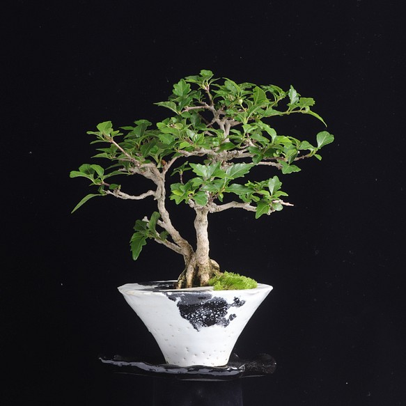 匂楓・ニオイカエデの風樹盆　手造りの鉢 1枚目の画像