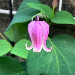 クレマチス ピンク壺型クレマチス５粒 多肉植物 植花夢 通販｜Creema