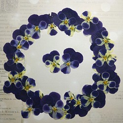 押し花素材　ビオラ（紺×薄黄）30枚                          葉5枚プレゼント 1枚目の画像