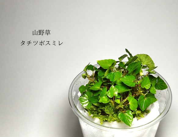 タチツボスミレ 山野草 その他素材 Earth Green 通販 Creema クリーマ ハンドメイド 手作り クラフト作品の販売サイト