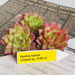 【韓国苗】 Hyalina hybrid チャンフィー苗 多肉植物 多肉植物 Dia