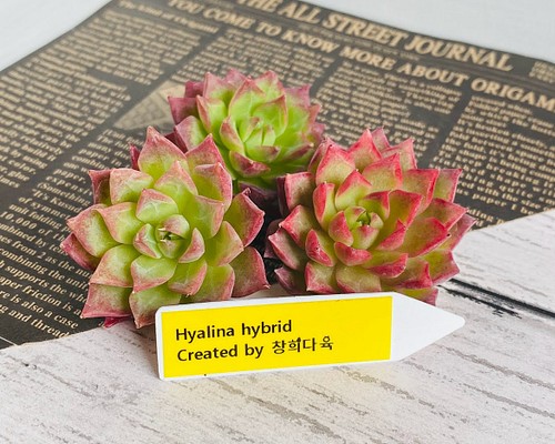 【韓国苗】 Hyalina hybrid ☆チャンフィー苗☆ 多肉植物 多肉植物 ...