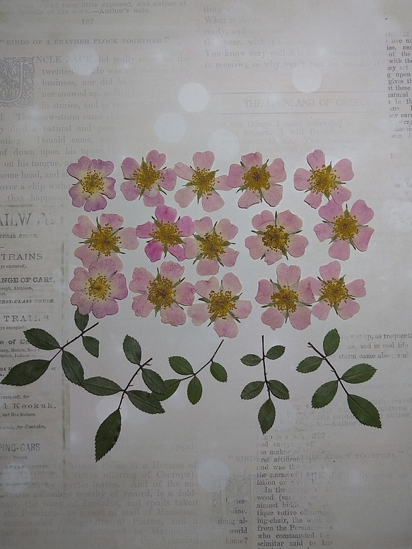アウトレット　押し花素材　ミニバラ（ピンク）葉枝付き5本 1枚目の画像