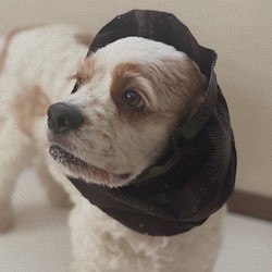 渋め花火柄★濃い茶色　犬用スヌード　中型犬用スヌード 1枚目の画像