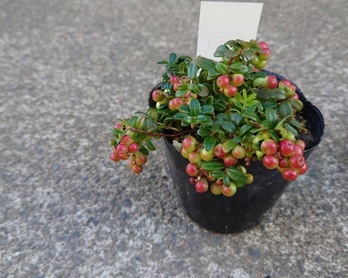 1pot）大実コケモモ リンゴベリー カウベリー こけもも 3.5号ポット 人気です♡ 多肉植物 蒼花❀ 通販｜Creema(クリーマ)  14250758