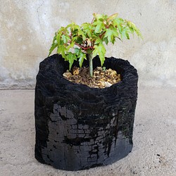楓の盆栽｜炭の器に入った盆栽です 1枚目の画像
