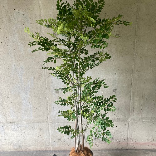 光触媒 人工観葉植物 ウォールグリーン フェイク フラワー トネリコ182 
