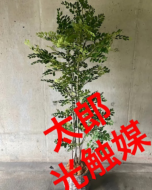 光触媒 人工観葉植物 ウォールグリーン フェイク フラワー トネリコ182