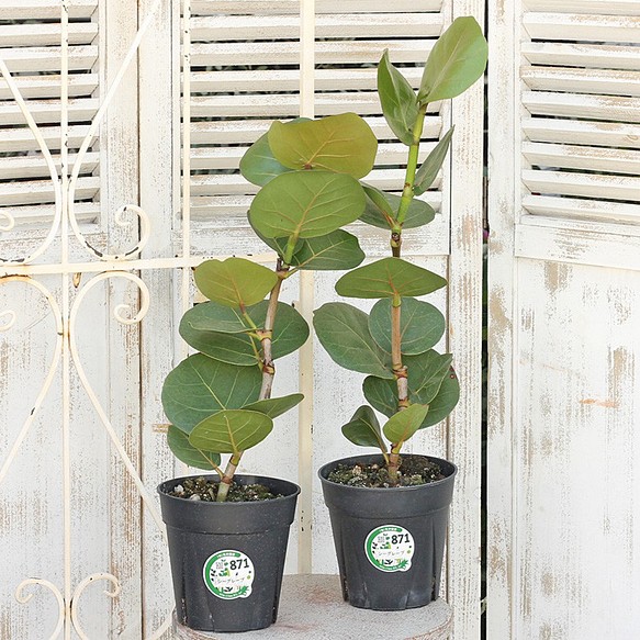 観葉植物 シーグレープ 5号ポット 高さ60cm前後 ハマベブドウ ココロバ