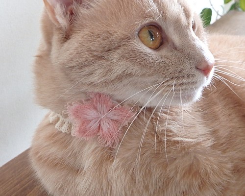 桜SAKURAの首輪 立体刺繍とレースの繊細な猫首輪 保護猫