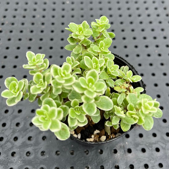 斑入り丸葉万年草 多肉植物 フラワー リース Kanomarihome 通販 Creema クリーマ ハンドメイド 手作り クラフト作品の販売サイト