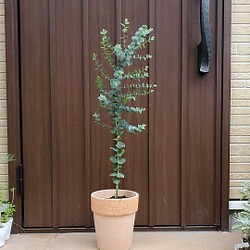 テラコッタ鉢植え♪大きなオリーブの木 エルグレコ 観葉植物 シンボル 