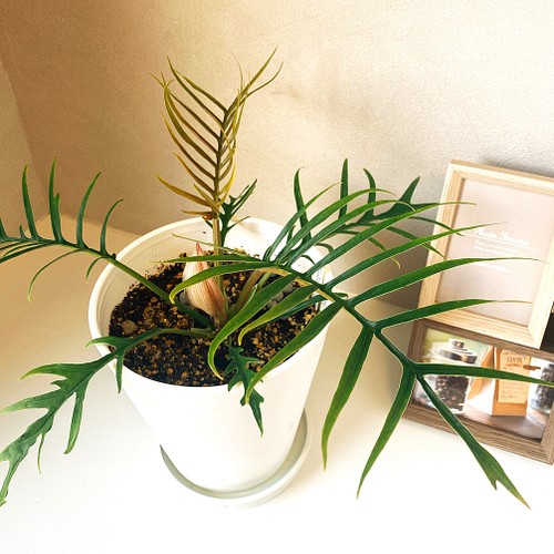 現品］【希少】フィロデンドロン トータム 観葉植物 セラアート鉢 