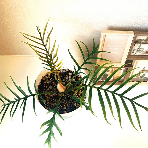 現品］【希少】フィロデンドロン トータム 観葉植物 セラアート鉢 