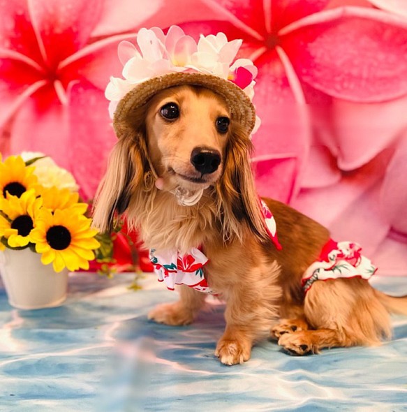 水着 夏コスチューム ハイビスカス 夏服 犬服 ドックウェア 犬 水遊び 犬用水着 接触冷感 ビキニ 夏のアイテム S ペット服 アクセサリー Woof 通販 Creema クリーマ ハンドメイド 手作り クラフト作品の販売サイト