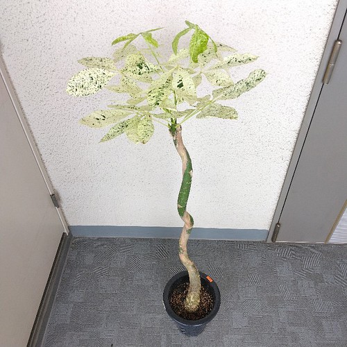 現品】希少品種 パキラ【ミルキーウェイ】 斑入り 大型観葉植物 高さ ...