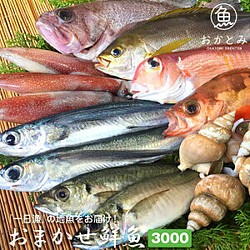 New!◆おまかせ鮮魚◆3000円～日本海のとれたて鮮魚が新鮮なまま＆下ごしらえ済で届きます♪ 1枚目の画像