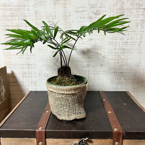 ザミア 観葉植物 可愛い フラワー リース オリーブ ランド 通販 Creema クリーマ ハンドメイド 手作り クラフト作品の販売サイト