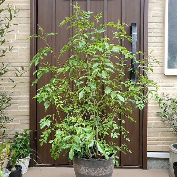 大きめ♪シマトネリコ 鉢植え 観葉植物 シンボルツリー♪苗木 【新商品