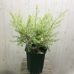 大株 ウエストリンギア バリエガータ 7号スリット鉢 その他インテリア雑貨 Plants Shop Olive 通販 Creema クリーマ ハンドメイド 手作り クラフト作品の販売サイト