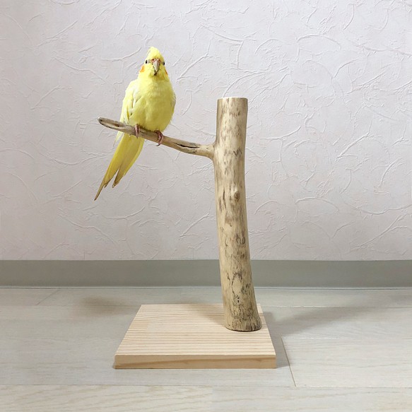 【流木の止まり木】鳥 バードスタンド 小型インコに！シンプルでコンパクト！ 1枚目の画像