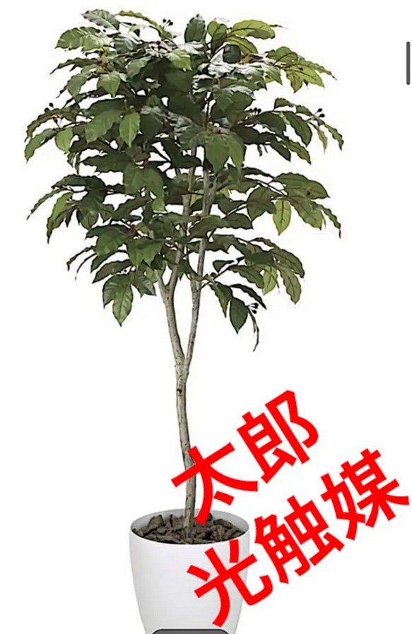 光触媒 人工観葉植物 ウォールグリーン フェイクグリーン コーヒーの木 ...