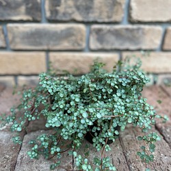 観葉植物 ピレア グラウカ その他素材 Comu Garden 通販 Creema クリーマ ハンドメイド 手作り クラフト作品の販売サイト