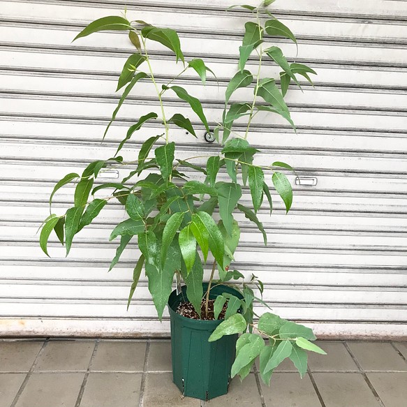 大株 レモンユーカリ 7号スリット鉢 その他インテリア雑貨 Plants Shop Olive 通販 Creema クリーマ ハンドメイド 手作り クラフト作品の販売サイト