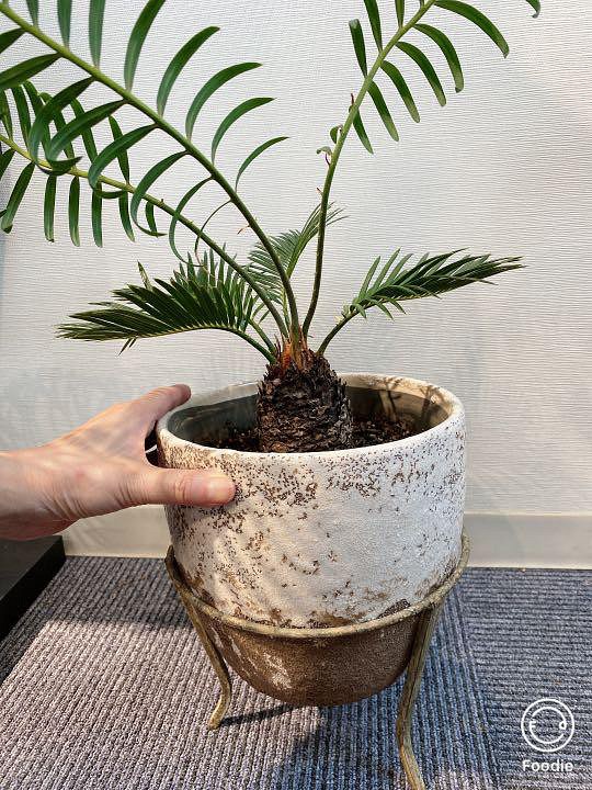 蘇鉄 (ソテツ) 50cm 苗 Style Good 観葉植物 - 通販