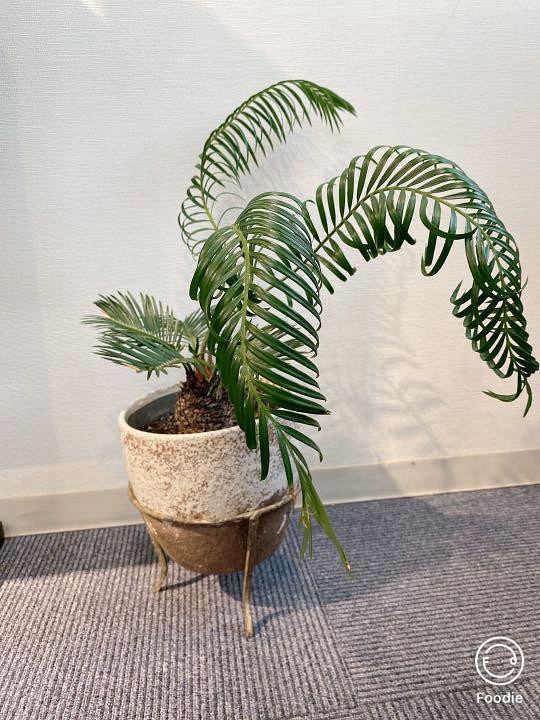 蘇鉄 (ソテツ) 50cm 苗 Style Good 観葉植物 - 通販