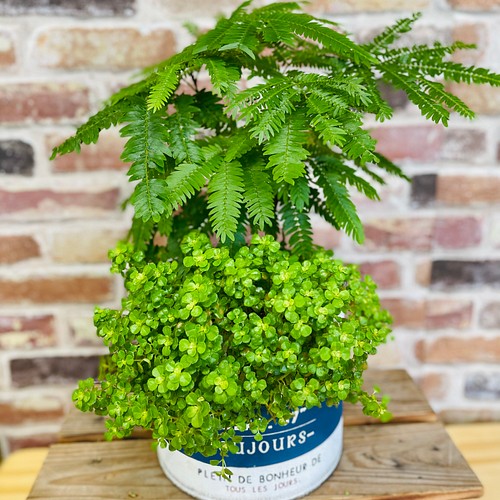 エバーフレッシュ ピレア お洒落アレンジ 植物 観葉植物 フラワー リース 植物 グリーン雑貨 通販 Creema クリーマ ハンドメイド 手作り クラフト作品の販売サイト