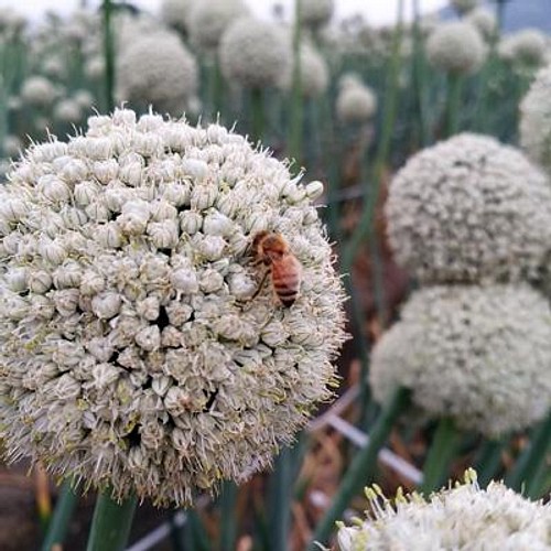 瀬戸の花はちみつ 玉ねぎの花 百花 大瓶セット ジャム シロップ はちみつ 曽根花卉 ソネカキ 通販 Creema クリーマ ハンドメイド 手作り クラフト作品の販売サイト