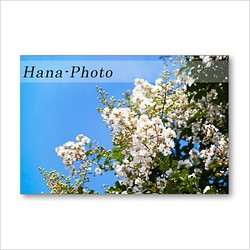 1545) 夏の花　サルスベリ、夾竹桃、鬼百合　　　ポストカード5枚組 1枚目の画像