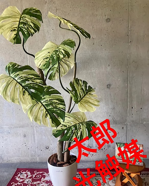 光触媒 人工観葉植物 ウォールグリーン フェイク フラワー 斑入り