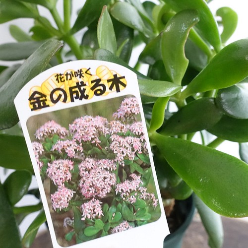 花月 金の成る木 大株 観葉植物 多肉植物 縁起のいい植物 カゲツ フラワー リース Urara 通販 Creema クリーマ ハンドメイド 手作り クラフト作品の販売サイト