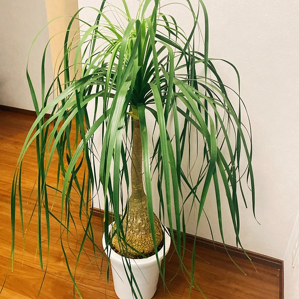 トックリラン ノリナ ポニーテール 観葉植物 大型 育てやすい - その他