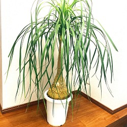 トックリラン ノリナ ポニーテール 観葉植物 大型 育てやすい その他インテリア雑貨 Pf Green 通販 Creema クリーマ ハンドメイド 手作り クラフト作品の販売サイト