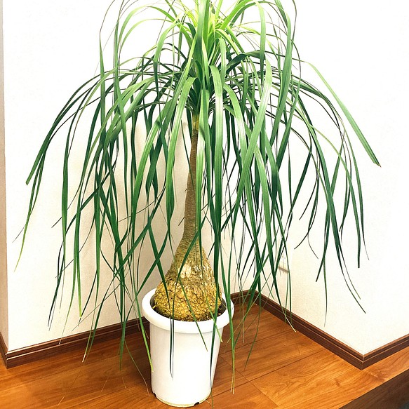 トックリラン ノリナ ポニーテール 観葉植物 大型 育てやすい