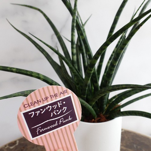 サンスベリア ファンウッドパンク 観葉植物 おしゃれ スタイリッシュ 室内 サンセベリア フラワー リース Flower Plants Urara 通販 Creema クリーマ ハンドメイド 手作り クラフト作品の販売サイト