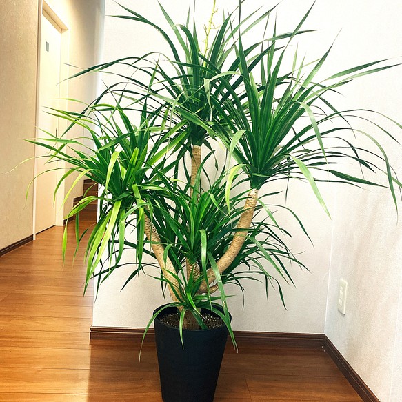 希少】ドラセナ カンボジアーナ 観葉植物 大型 セラアート鉢