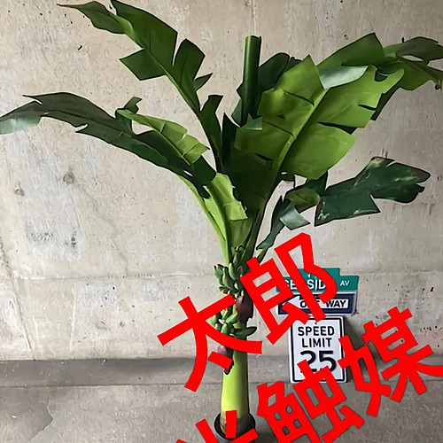 結婚ブライダル光触媒 人工観葉植物 ウォールグリーン フェイク フラワー バナナ ... 5585円