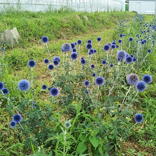 ルリタマアザミ＜ベッチーズブルー＞ エキノプス 生花 長さ約50センチ7 