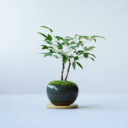 シロシタンのミニ盆栽｜萩白のうつわ フラワー・リース Sekibokka 通販 