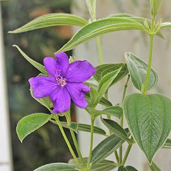 ノボタン 野牡丹 苗 花木 観葉植物 かわいい！ 49.0%割引