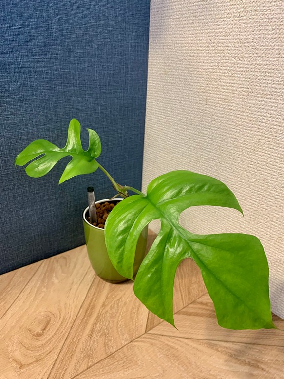 【育てやすい】観葉植物 ヒメモンステラ ハイドロカルチャー