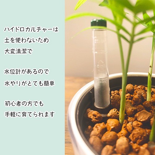 育てやすい 観葉植物 シェフレラ カポック ハイドロカルチャー その他インテリア雑貨 Green Shop Fabulous 通販 Creema クリーマ ハンドメイド 手作り クラフト作品の販売サイト