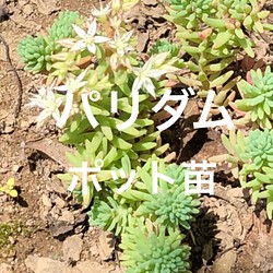 緑（グリーン） 多肉植物 のおすすめ人気通販｜Creema(クリーマ) 国内