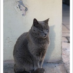 Split（スプリト）の眠そうな猫 ｜ クロアチアの風景ポストカード 1枚目の画像