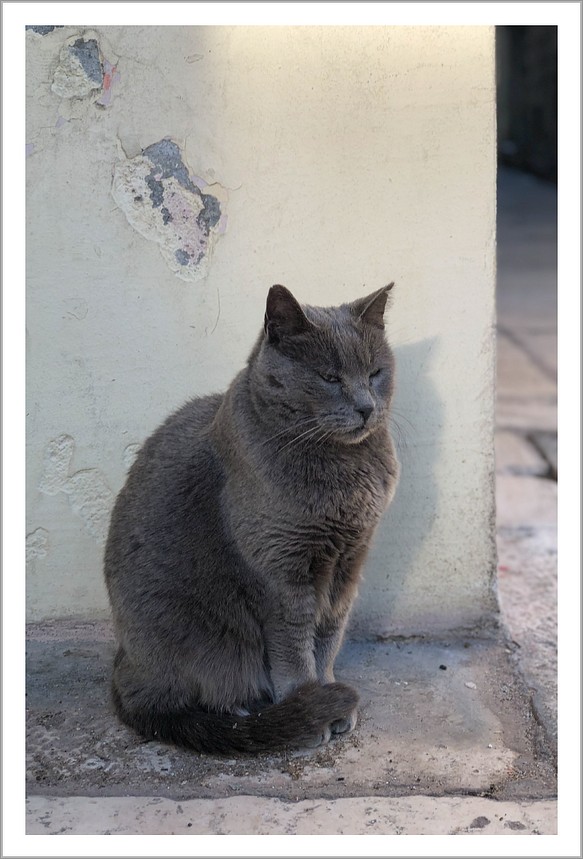 Split（スプリト）の眠そうな猫 ｜ クロアチアの風景ポストカード 1枚目の画像