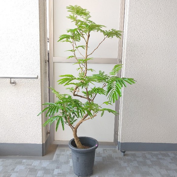 現品 エバーフレッシュ曲がり 大型観葉植物 高さ135 花 実 樹形綺麗 ボリューム ギフト お祝い フラワー リース Phylicaフィリカ 通販 Creema クリーマ ハンドメイド 手作り クラフト作品の販売サイト